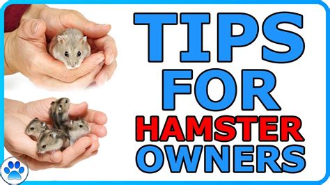 Help and advice for Hamster owners 